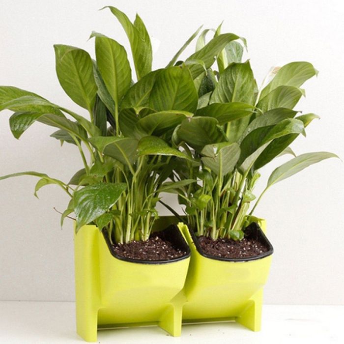 Wall trays for flowers and seedlings to create a living wall of plants